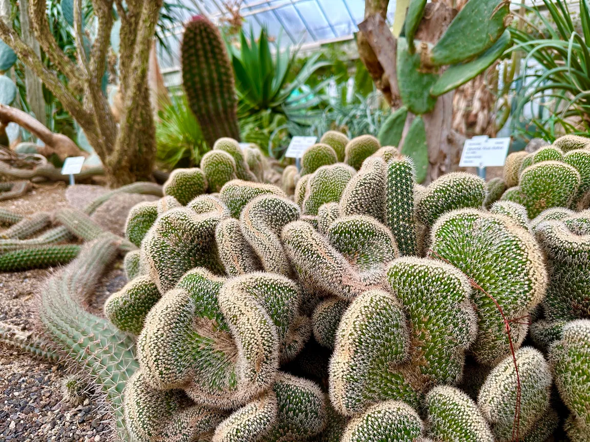 Ogród Botaniczny w Heidelbergu