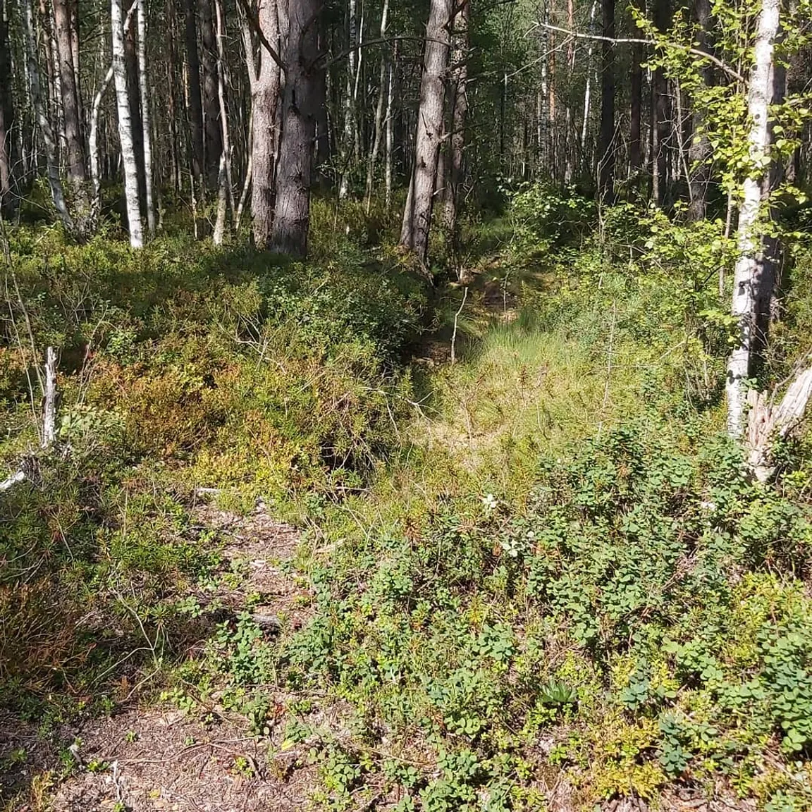 Õismäe Raba Terviserada