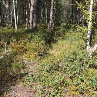 Õismäe Raba Terviserada
