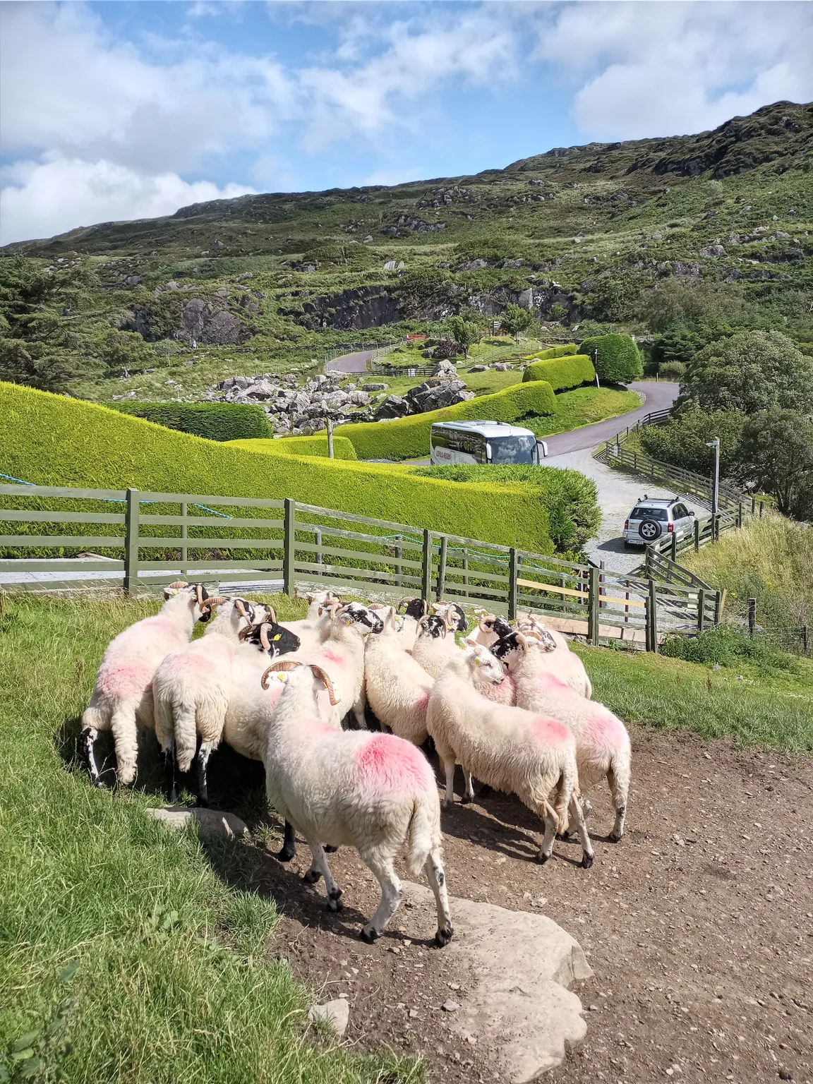 Kissane Sheep Farm
