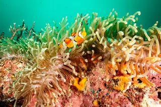 Go Dive Lanta โก ไดฟ์ ลันตา