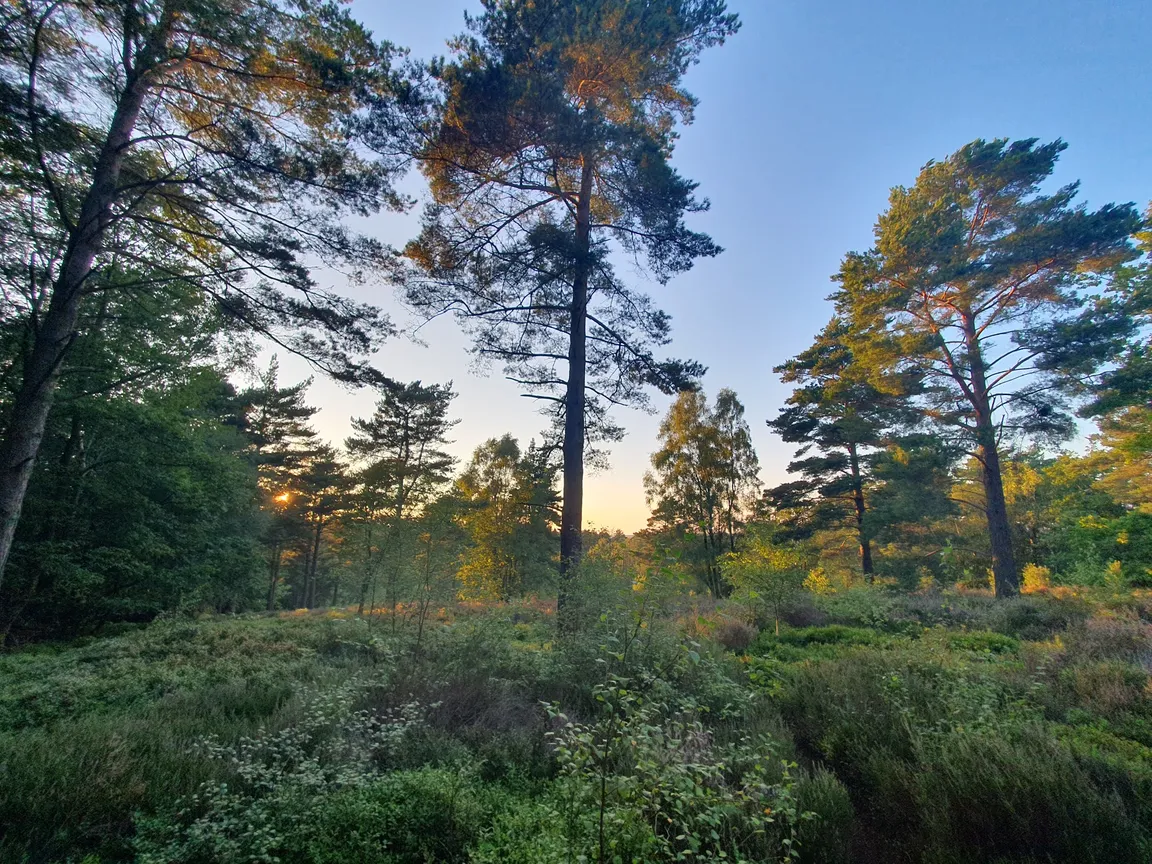 Holmbury Hill