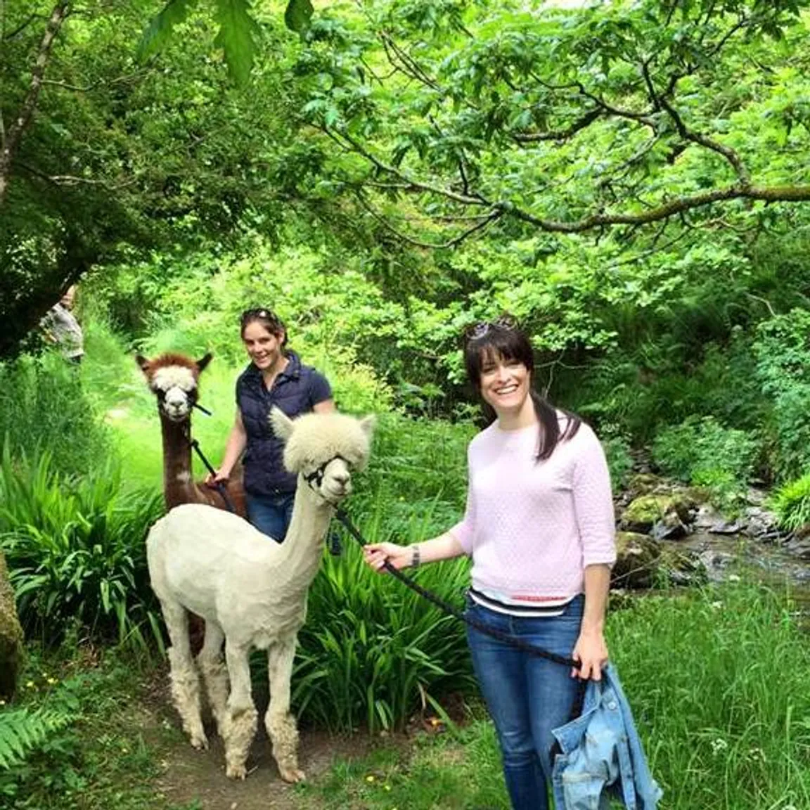 Waterfall Alpaca Farm (by appointment only)
