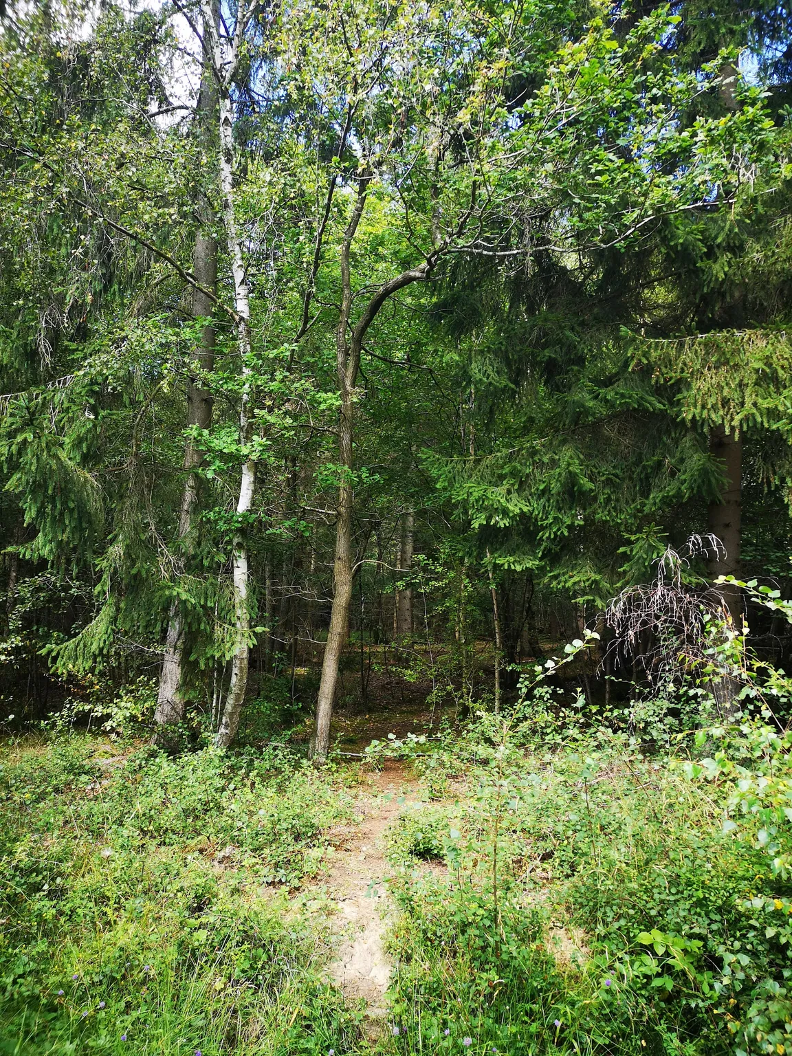Bernwood Forest