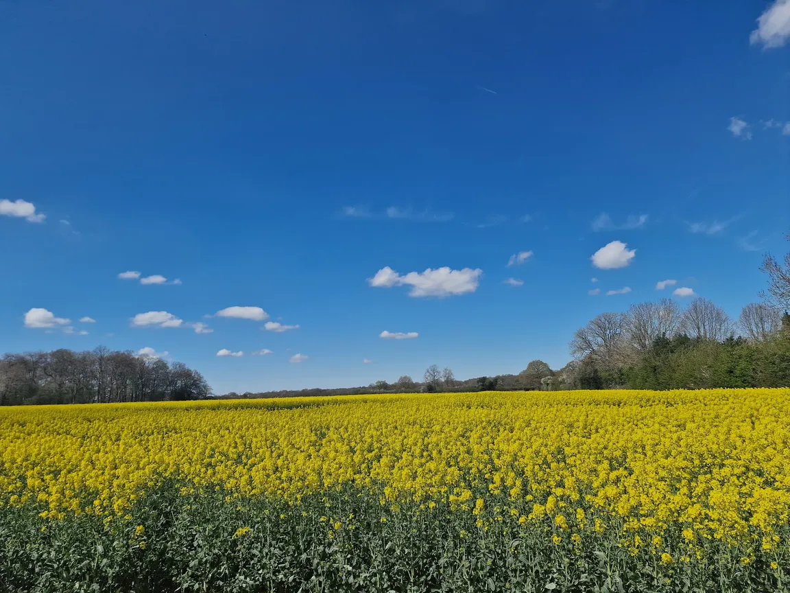 National Trust - Ashridge Estate