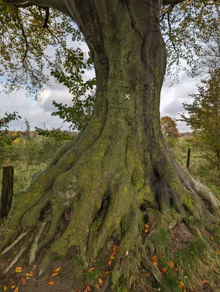 Alte Rotbuche