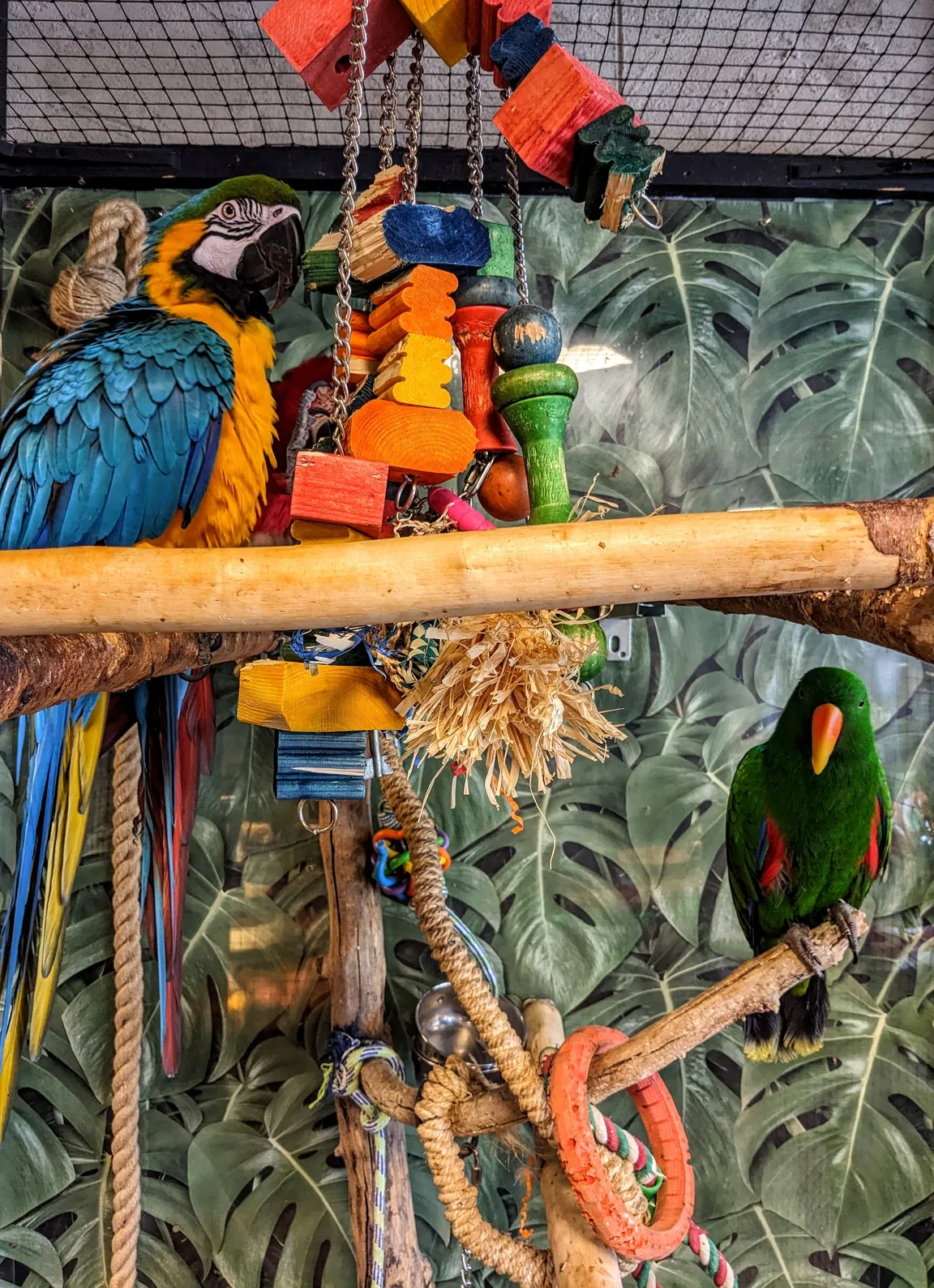 Parrot Coffee