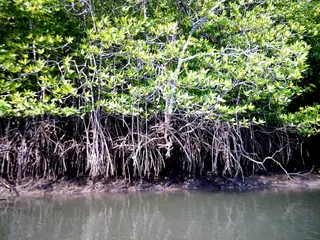 Absolute kayaking mangrove krabi @ aonang