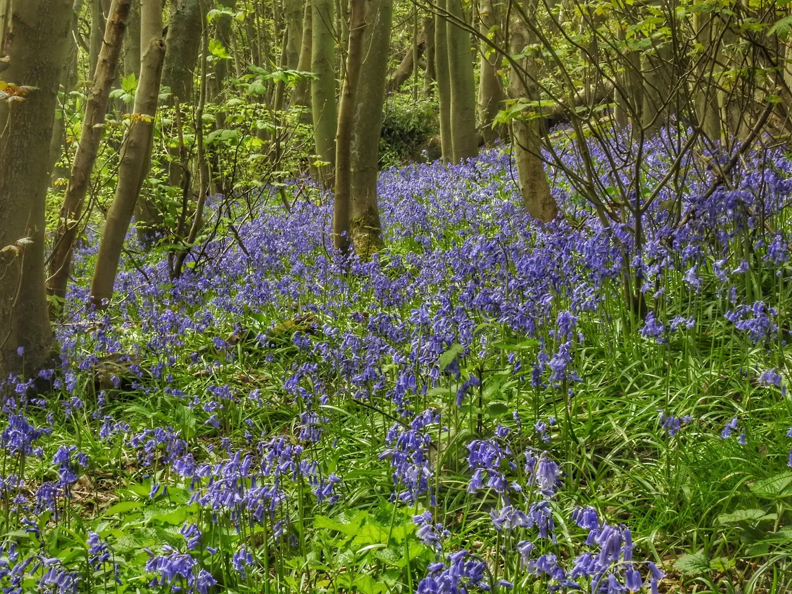 White Horse Wood Country Park