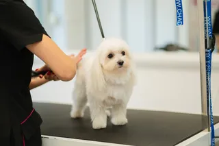 Dog Grooming & Spa
