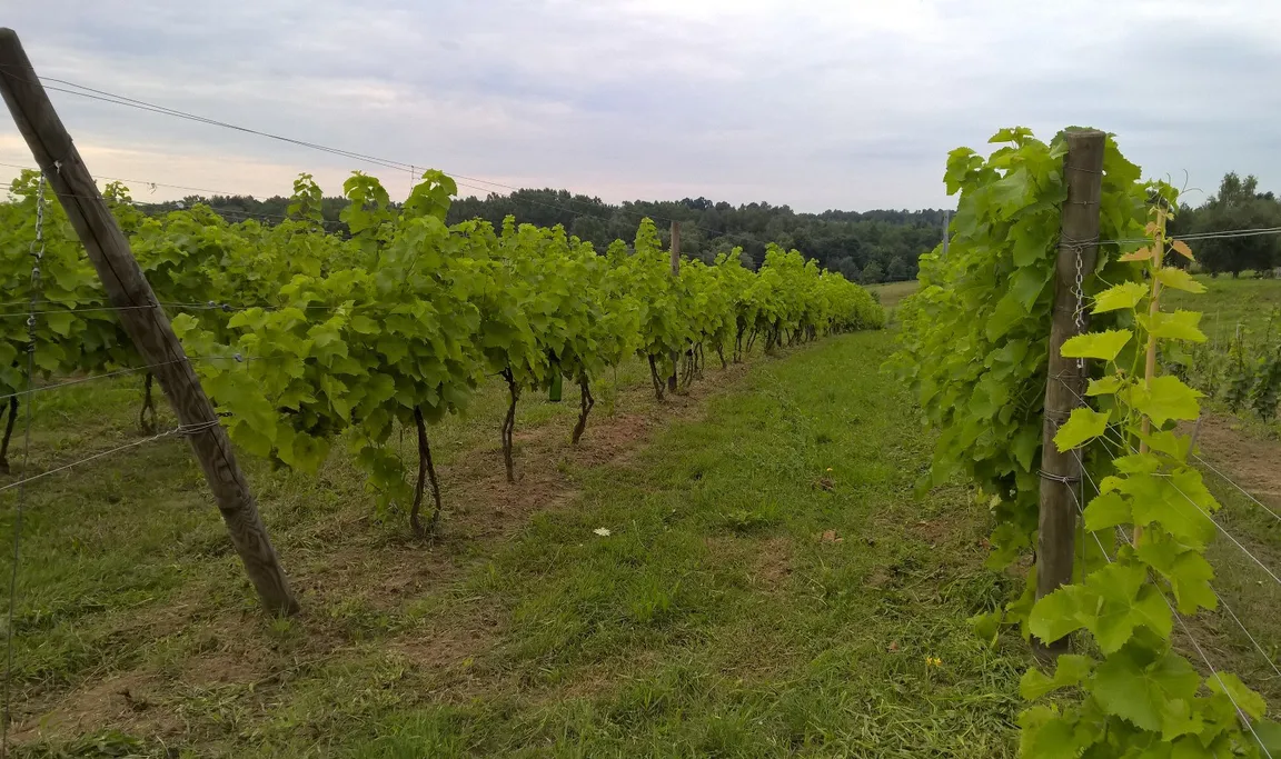 Winnica Rzeczyca