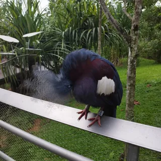 Bird Paradise