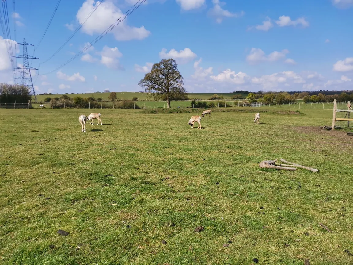 Hogshaw Farm & Wildlife Park