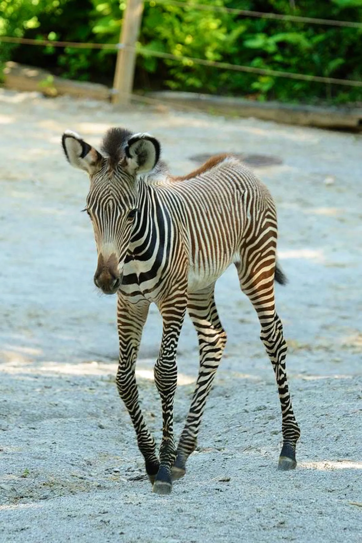 Salzburg Zoo Hellbrunn