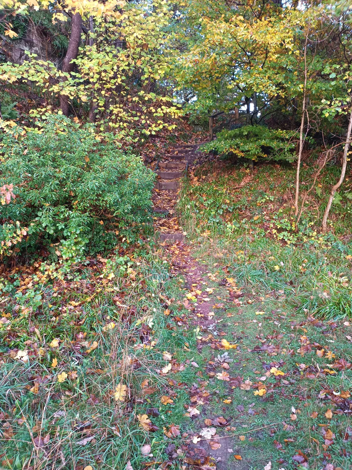 Clyde Valley Woodlands National Nature Reserve (Cartland Crags)