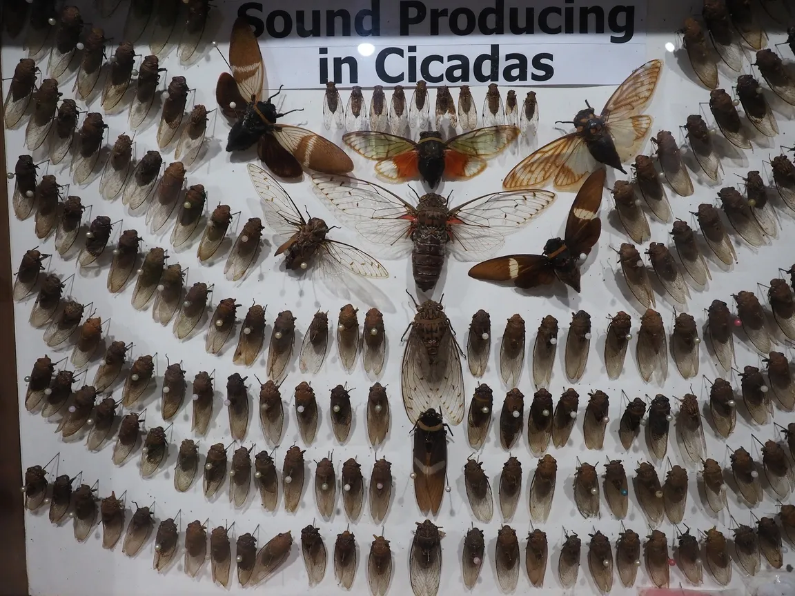 Siam Insect Zoo