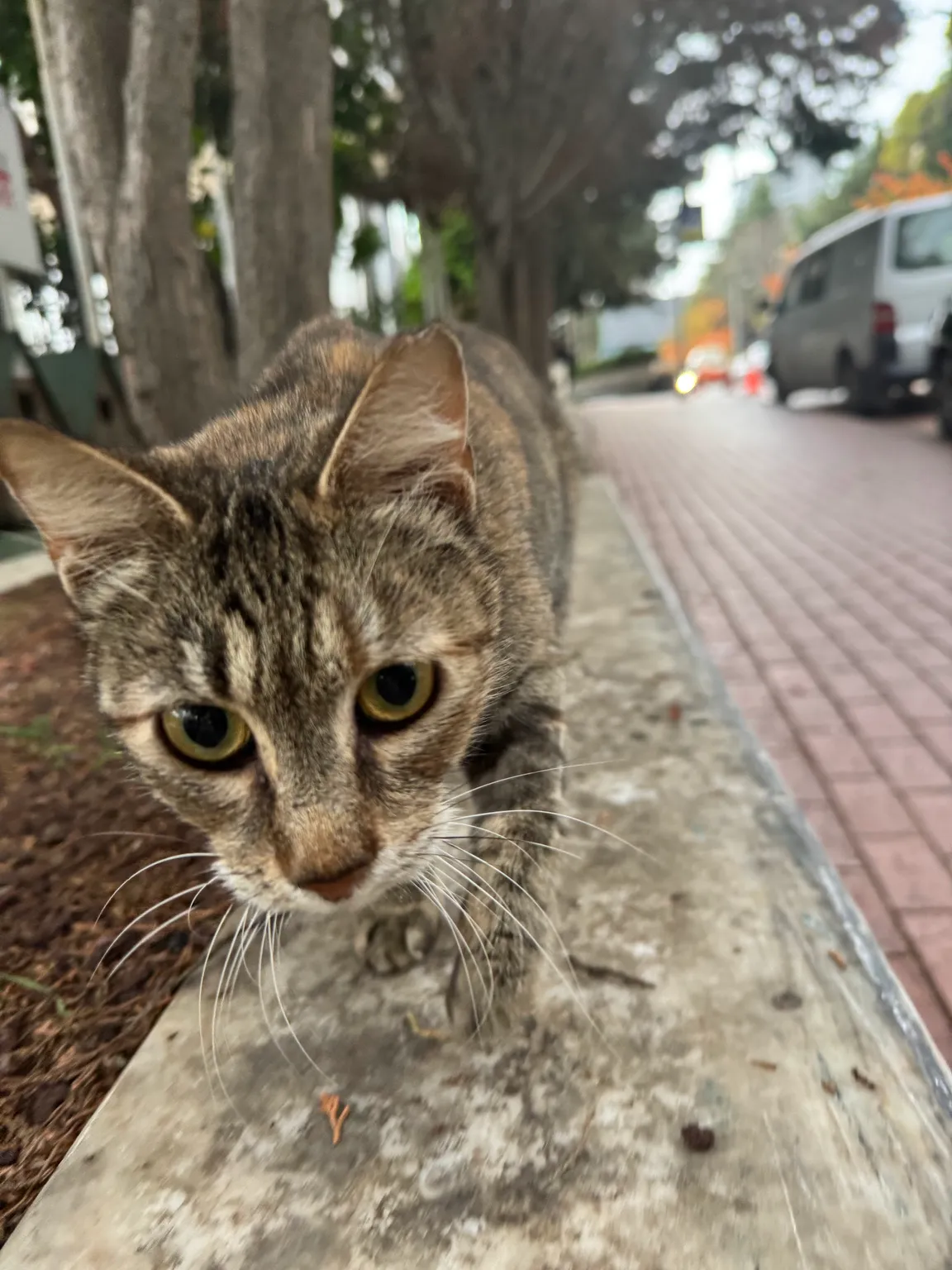 Real cat park