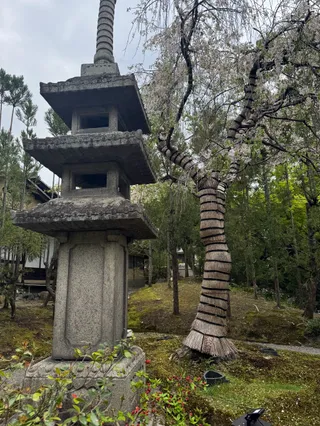 Miyako Odori