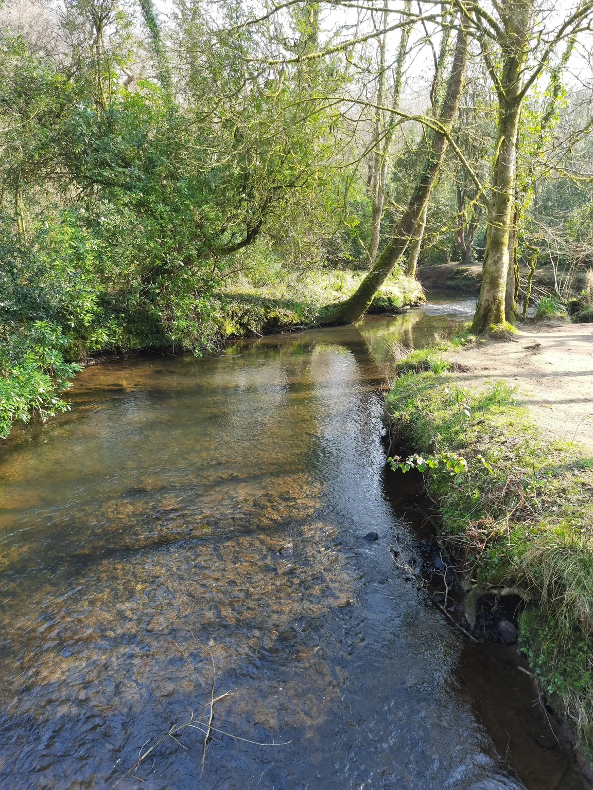 Penllergare Valley Woods