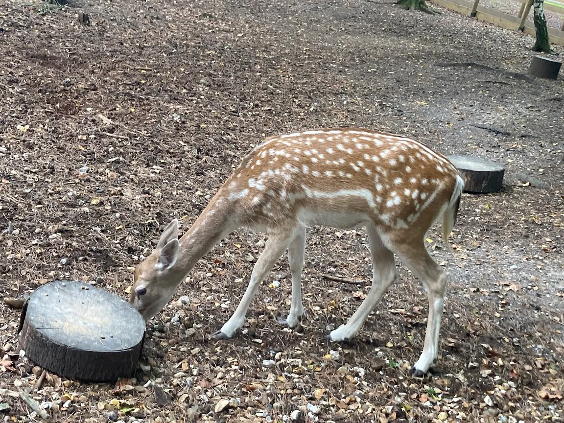 New Forest Wildlife Park