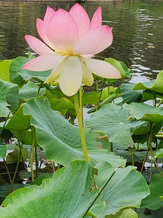 Royal Botanic Gardens Victoria - Melbourne Gardens