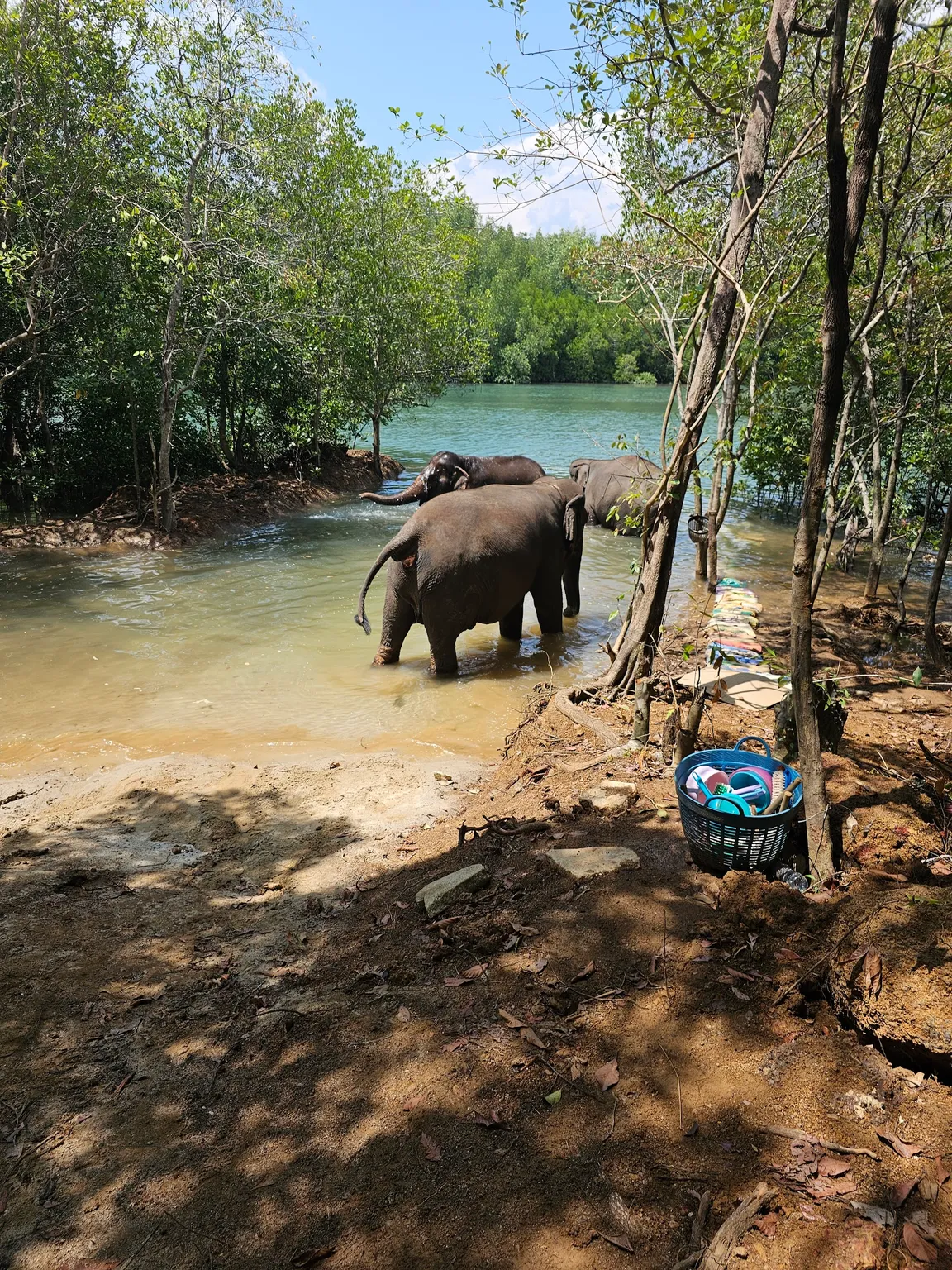 Krabi Elephant Shelter