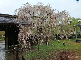 Kakunodate Bukeyashiki dōri (samurai residence street)