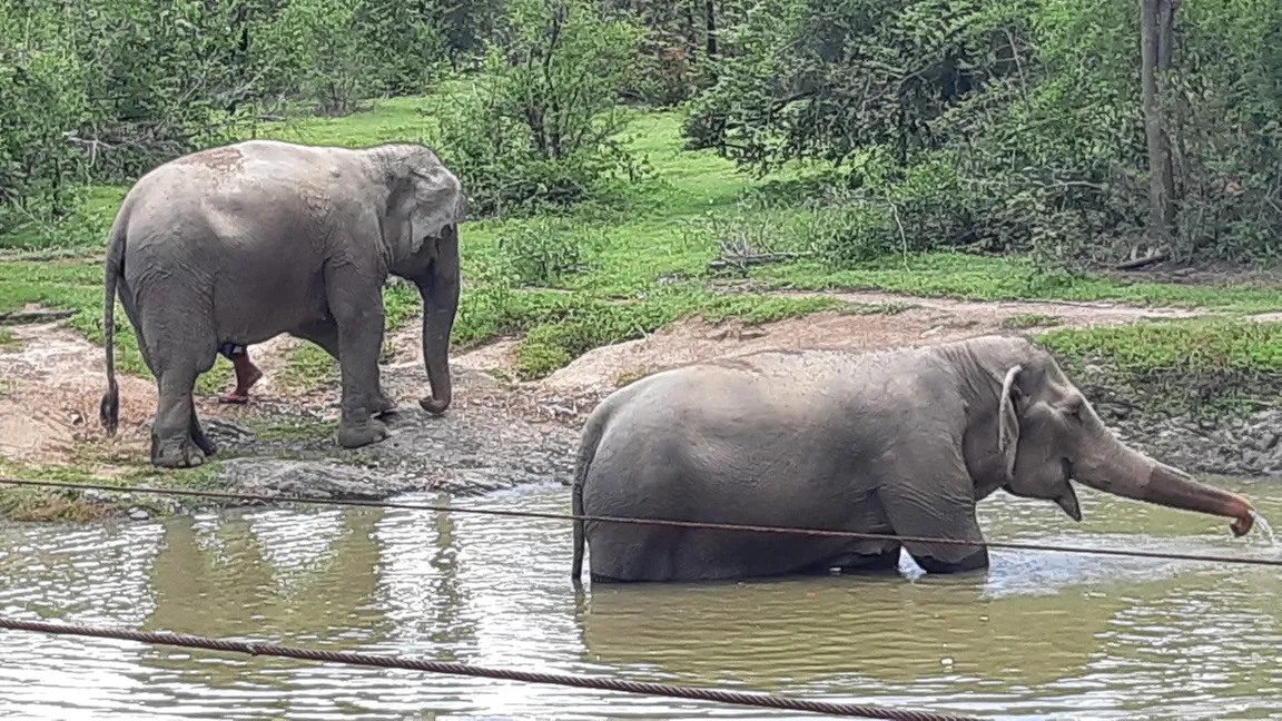 Wildlife Friends Foundation Thailand (WFFT)