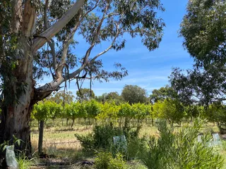 Quealy Winemakers