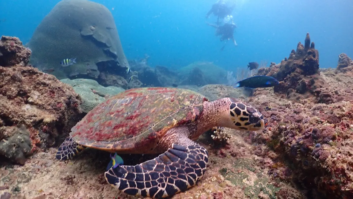 PKT Diving - Scuba Diving Phi Phi Island