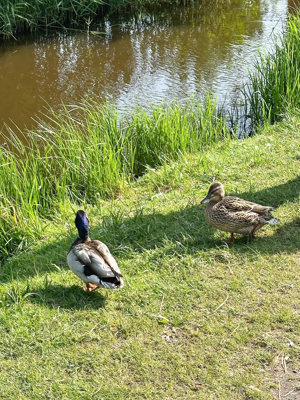 Houtzaagmolen de Gekroonde Poelenburg