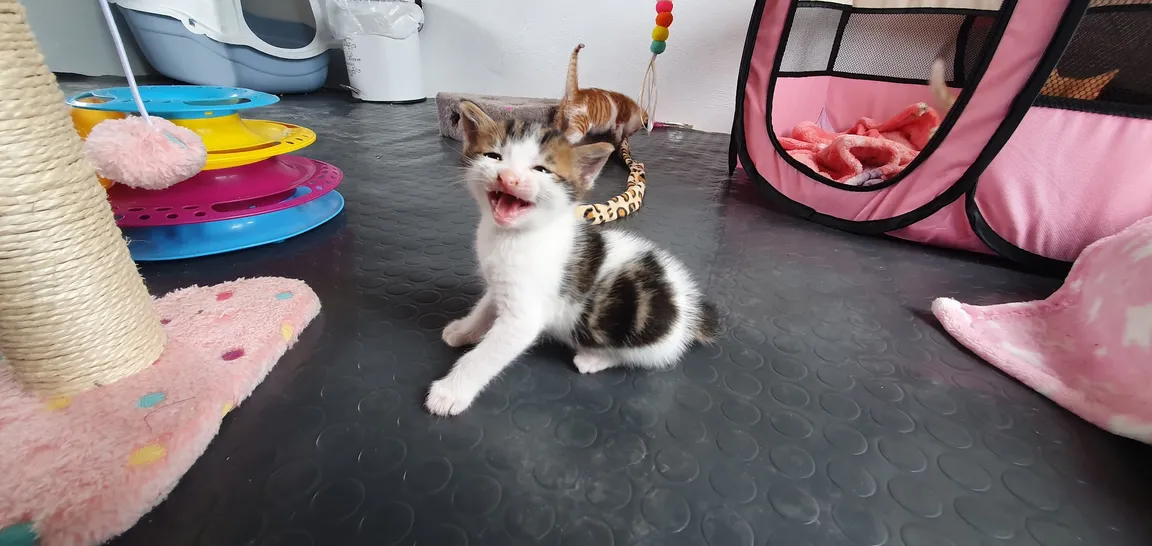 Kitty Wonderland Samos