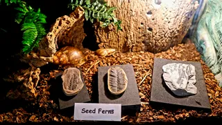 Fossil Grove