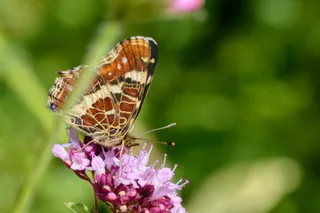 Ogród Botaniczny w Marburgu