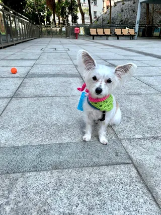 Sheung Shing Street Park Pet Garden