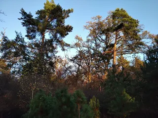 Las Dębinka