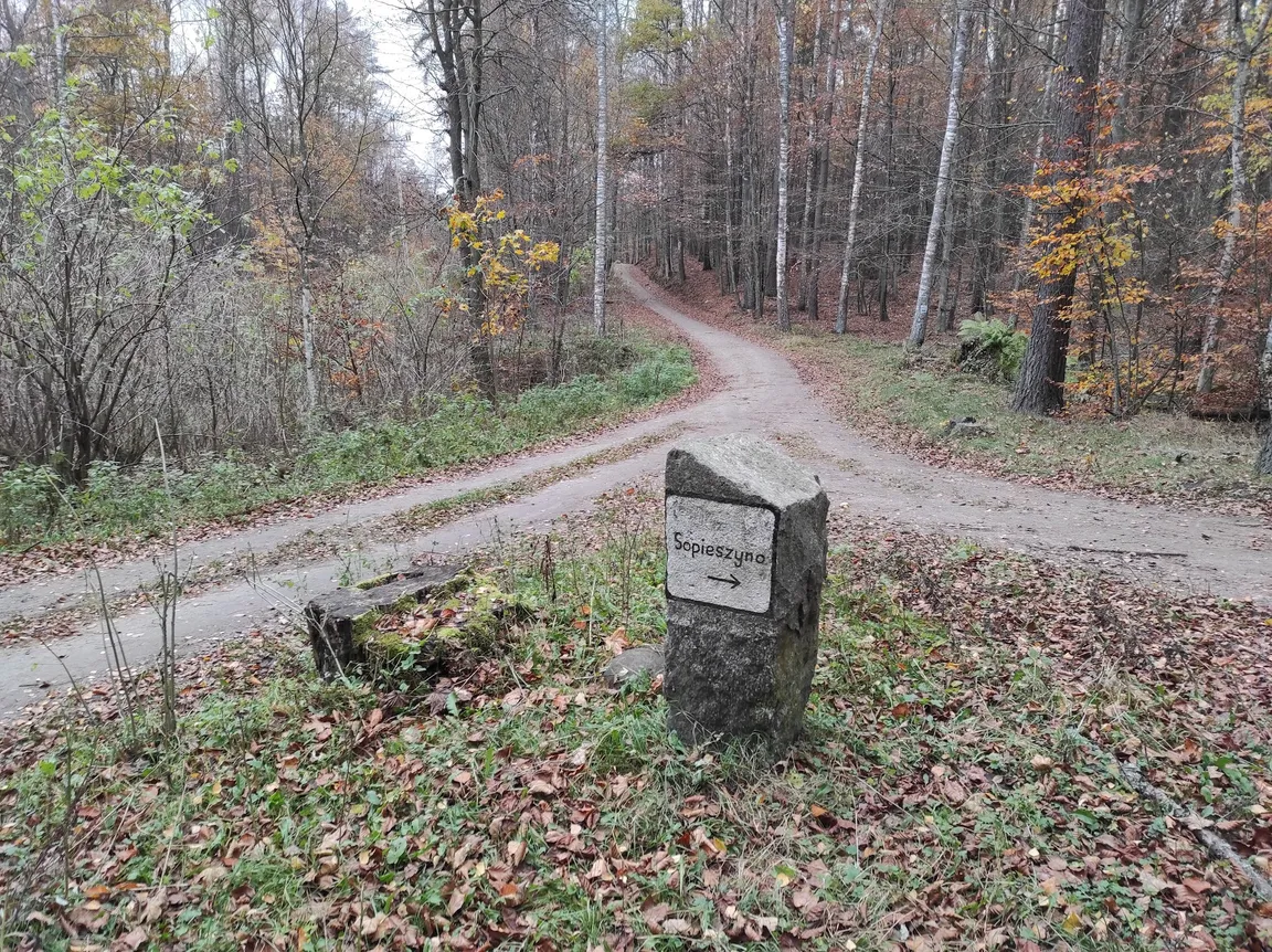 Rezerwat przyrody Pełcznica