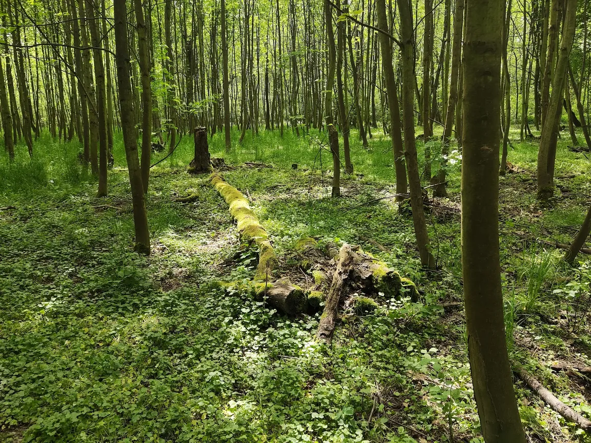 Zalesiona ścieżka spacerowo - biegowo - rowerowa