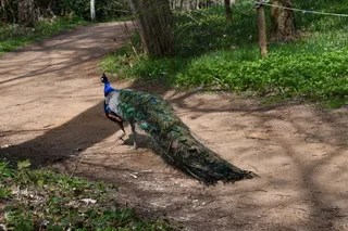 Harcourt Arboretum (University of Oxford)