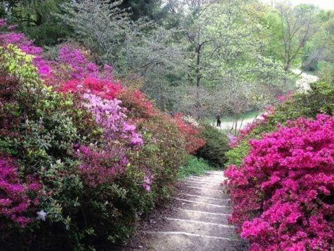 National Trust - Winkworth Arboretum
