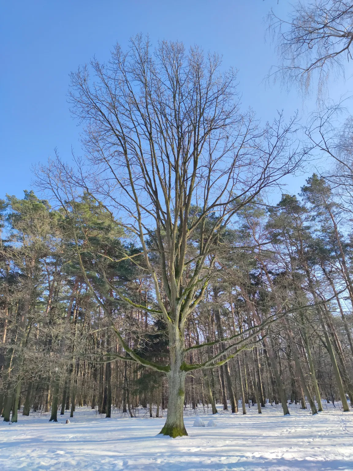 Rezerwat Przyrody Las Łagiewnicki