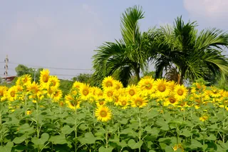 Chatuchak Park