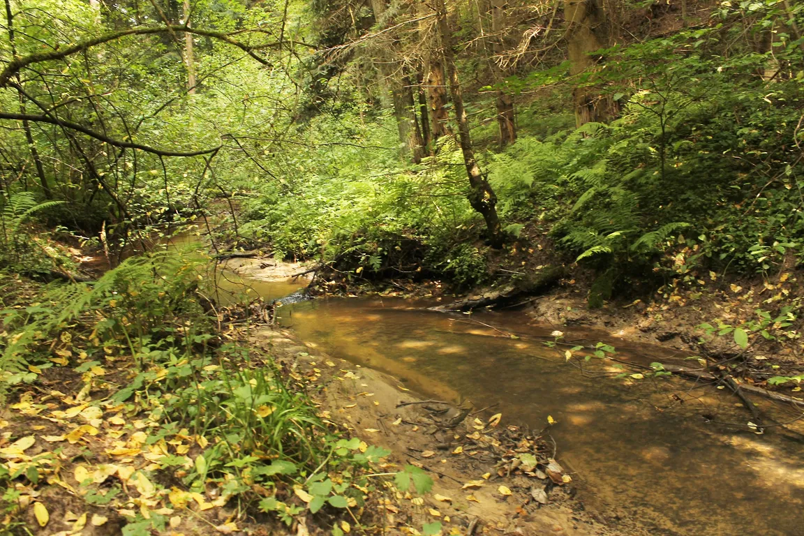 Rezerwat przyrody Góra Sieradowska