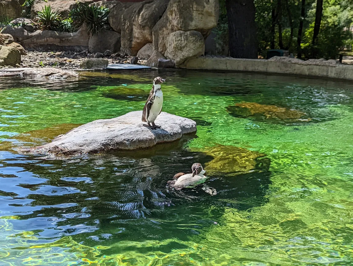 Ogród zoologiczny w Dreźnie