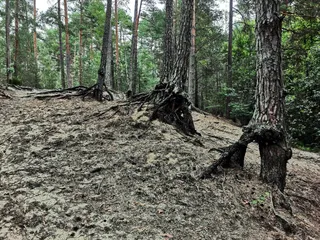 Ścieżka przyrodniczo-dydaktyczna "Nad Tanwią"