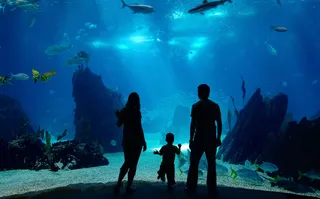Waikiki Aquarium