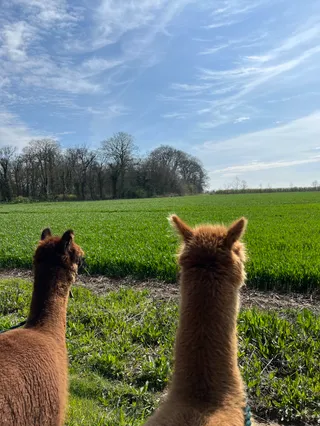 Woodland View Alpacas