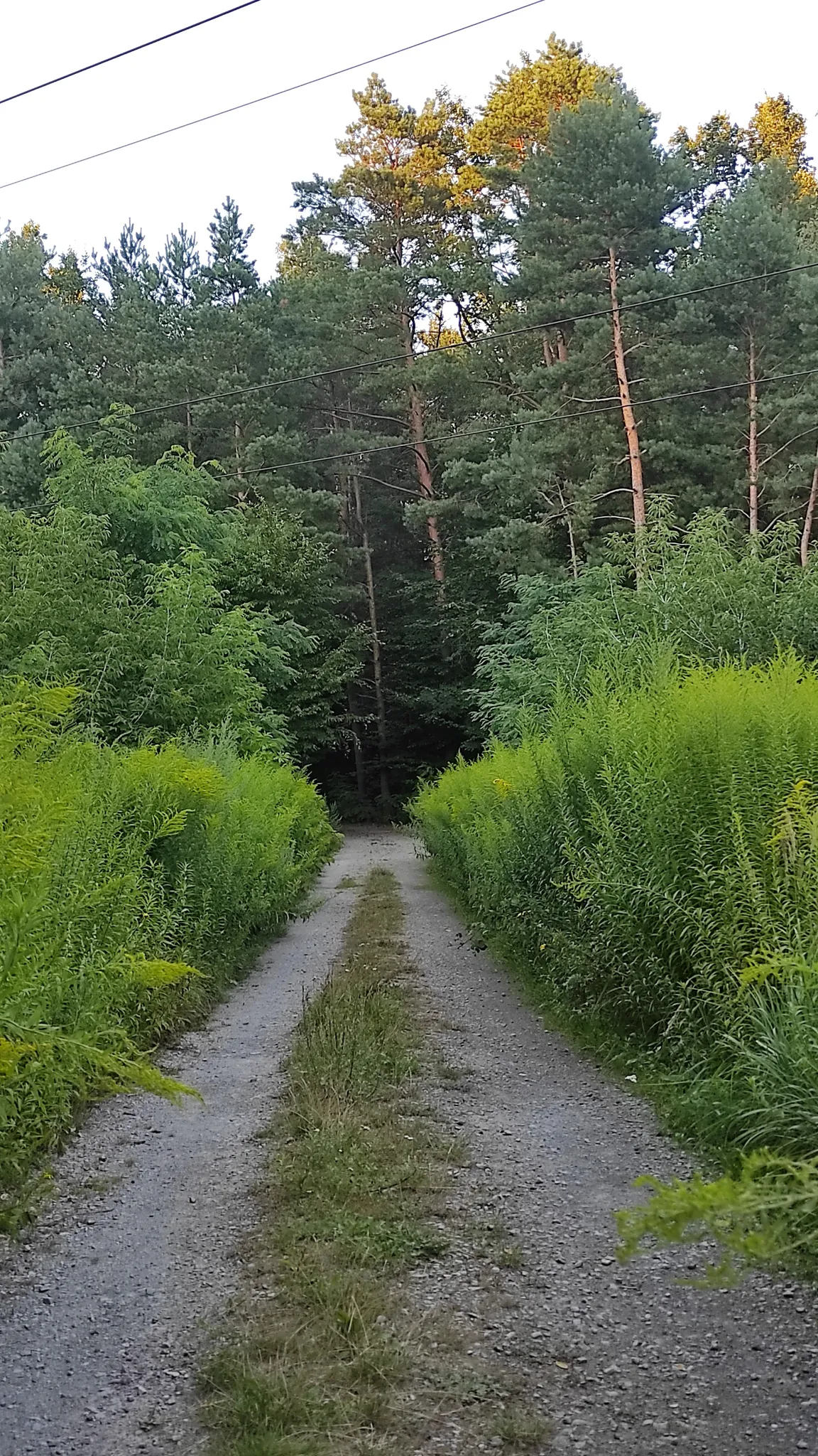 Lasy Sękocińskie