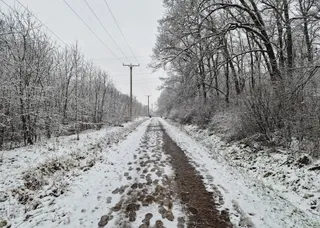 Pădurea Verde