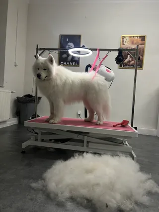 BeautyPet Grooming Studio - Groomer Lublin, Fryzer dla Psów, Pielęgnacja i Strzyżenie Zwierząt